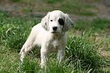 SETTER ANGLAIS 271